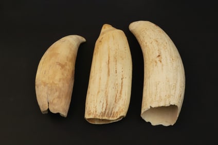 3 Antique Whale's Teeth, 19th Century