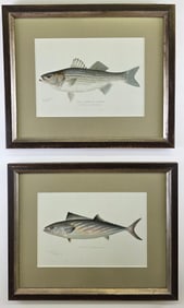 Two Sherman Foote Denton Fish Chromolithographs, Striped Bass and Bonito