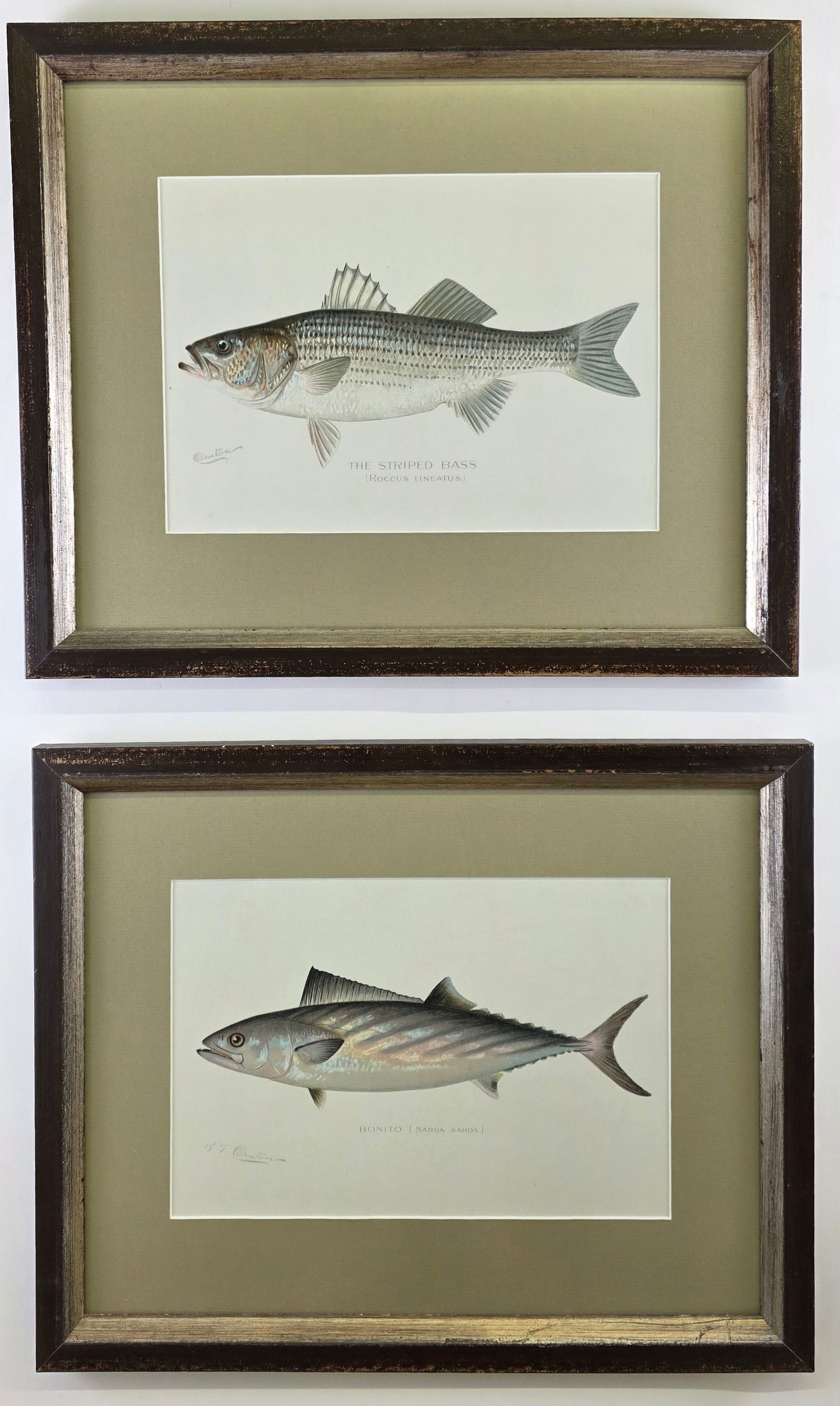 Two Sherman Foote Denton Fish Chromolithographs, Striped Bass and Bonito (1 of 4)