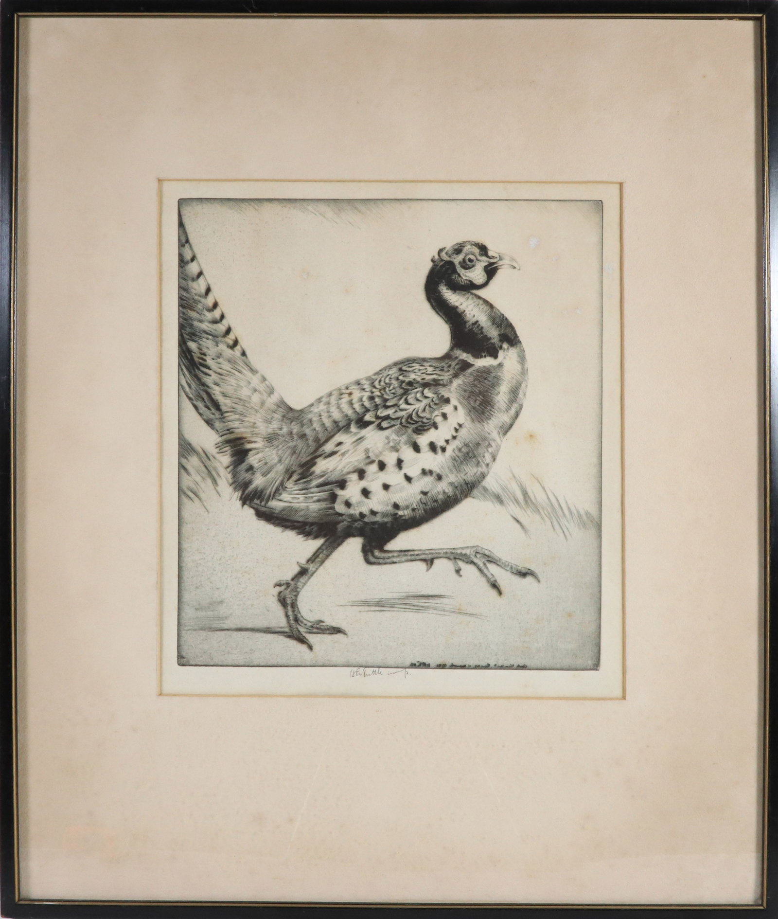 Emerson Tuttle Dry Point Etching "Running Pheasant", circa 1932 (1 of 5)