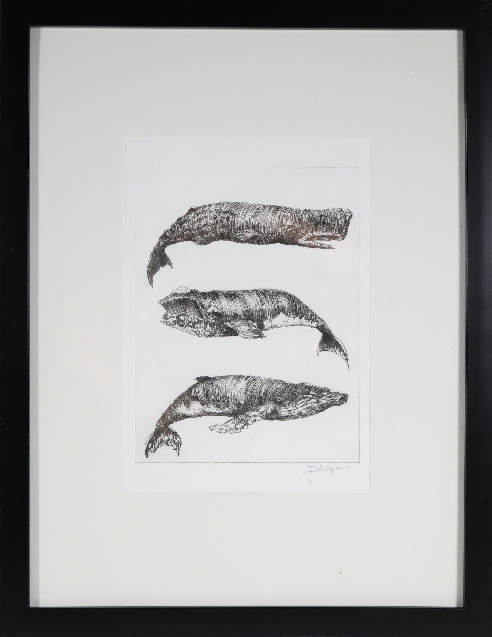 David Lazarus Black and White Etching "Three Whale Species" (1 of 5)