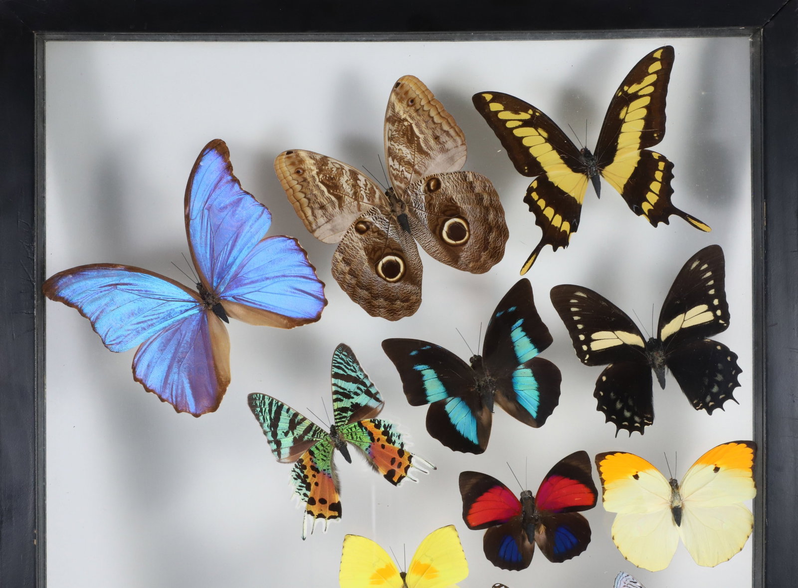 Tropical Butterfly Specimen Shadowbox - 2