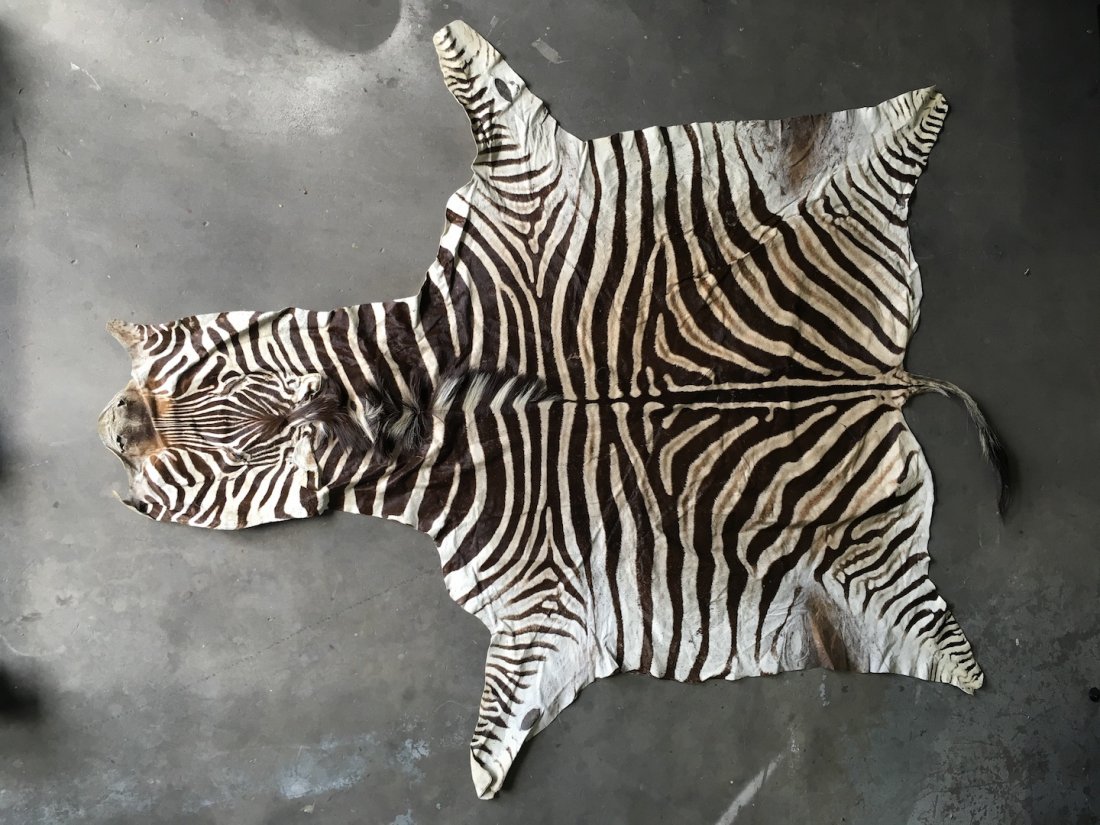 Zebra skin rug: Zebra skin rug