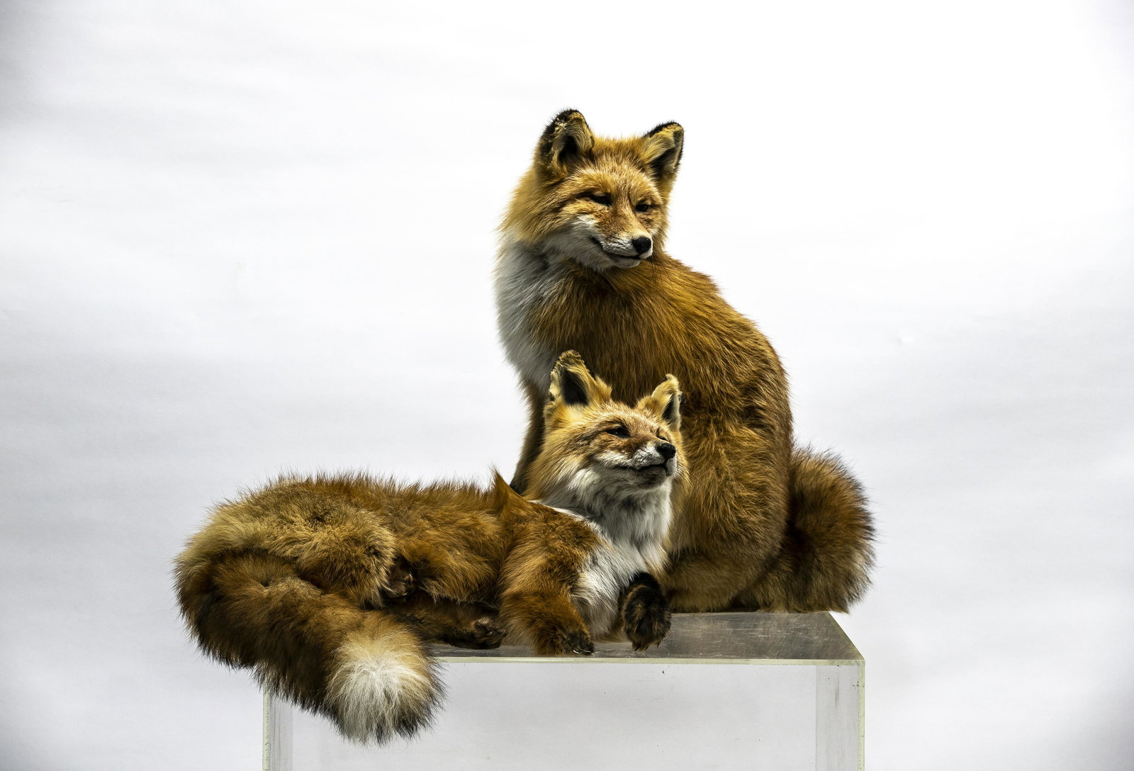 Taxidermy Foxes (1 of 1)