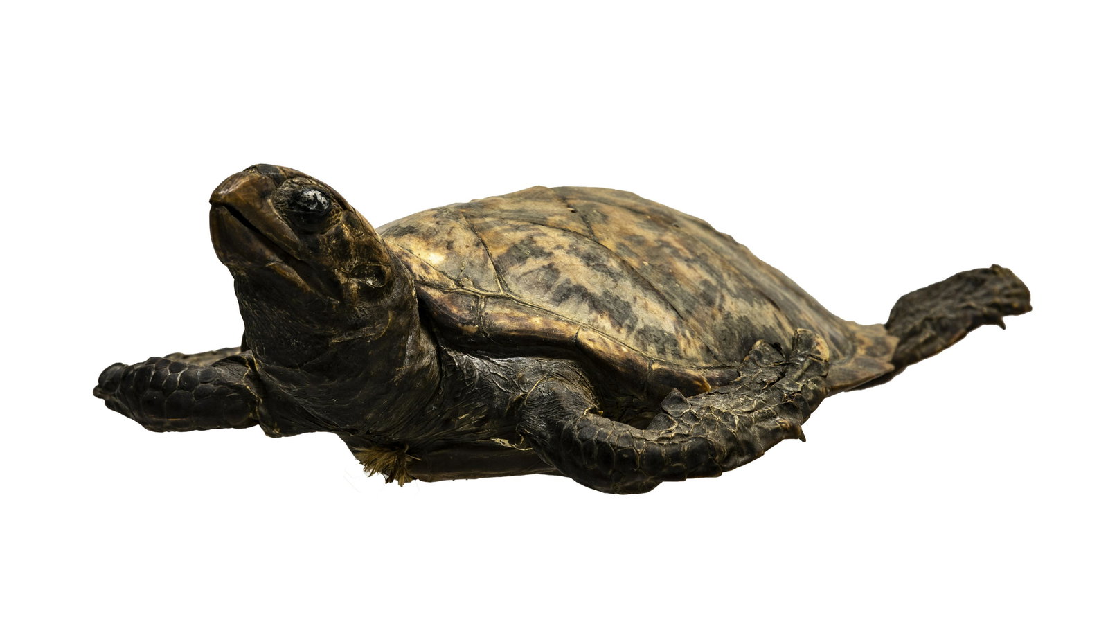 Taxidermy Turtle (1 of 1)