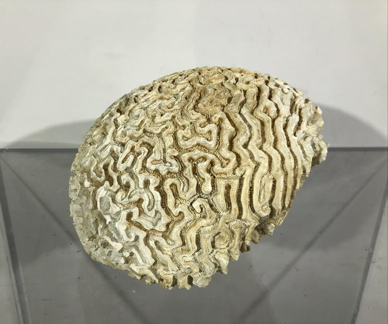 Large Brain Coral Specimen (1 of 1)