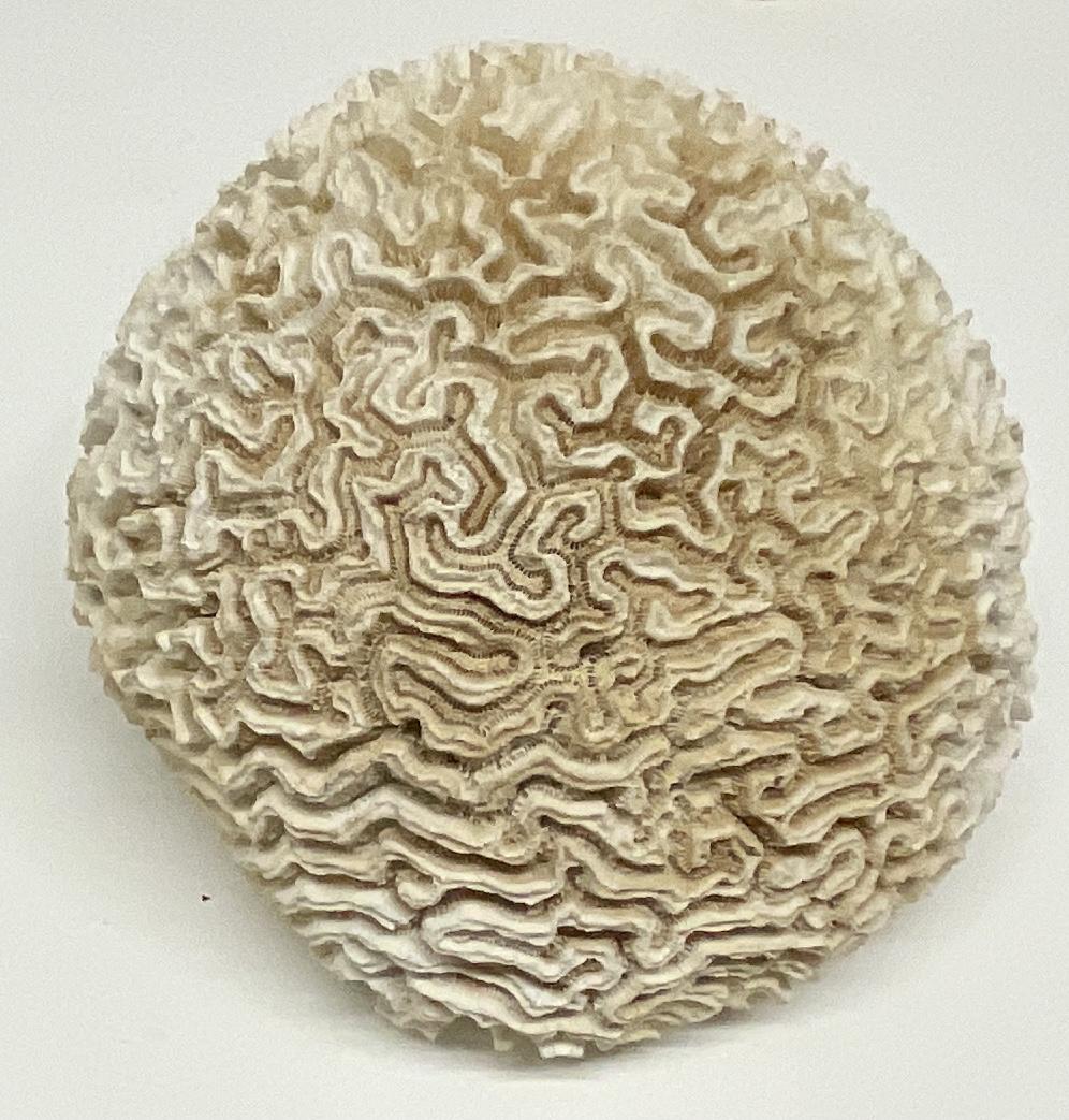 Large Brain Coral Specimen (1 of 1)