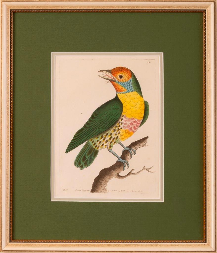 F.P. Nodder Framed Bird Lithograph. (1 of 1)