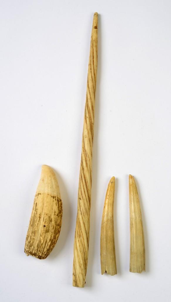 Four Pieces of Whale Bone.: A tooth, length 6 inches, a piece of bone carved to look like a narwhal tusk, length 19 inches, and two teeth, lengths 6 1/2 inches.