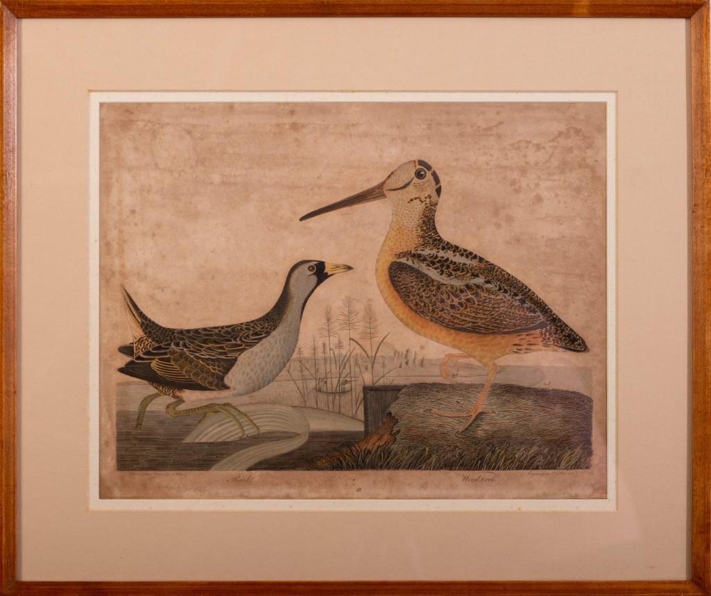 After A. Wilson. Rail and Woodcock.: Handcolored engraving by F.G. Warnicke, 10 1/2 x 13 1/2 inches, sight.