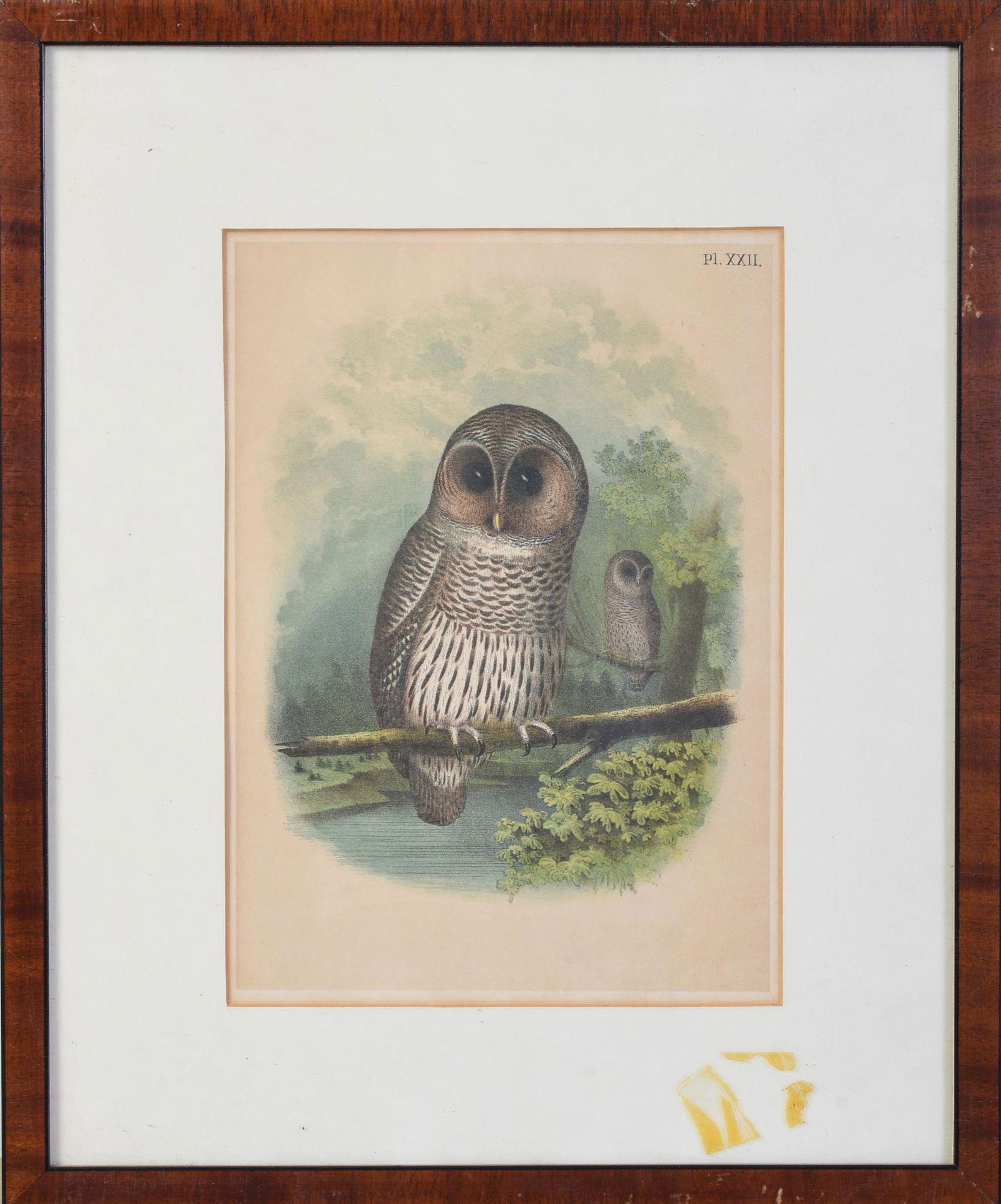 19th Century Owl Lithograph. (1 of 1)