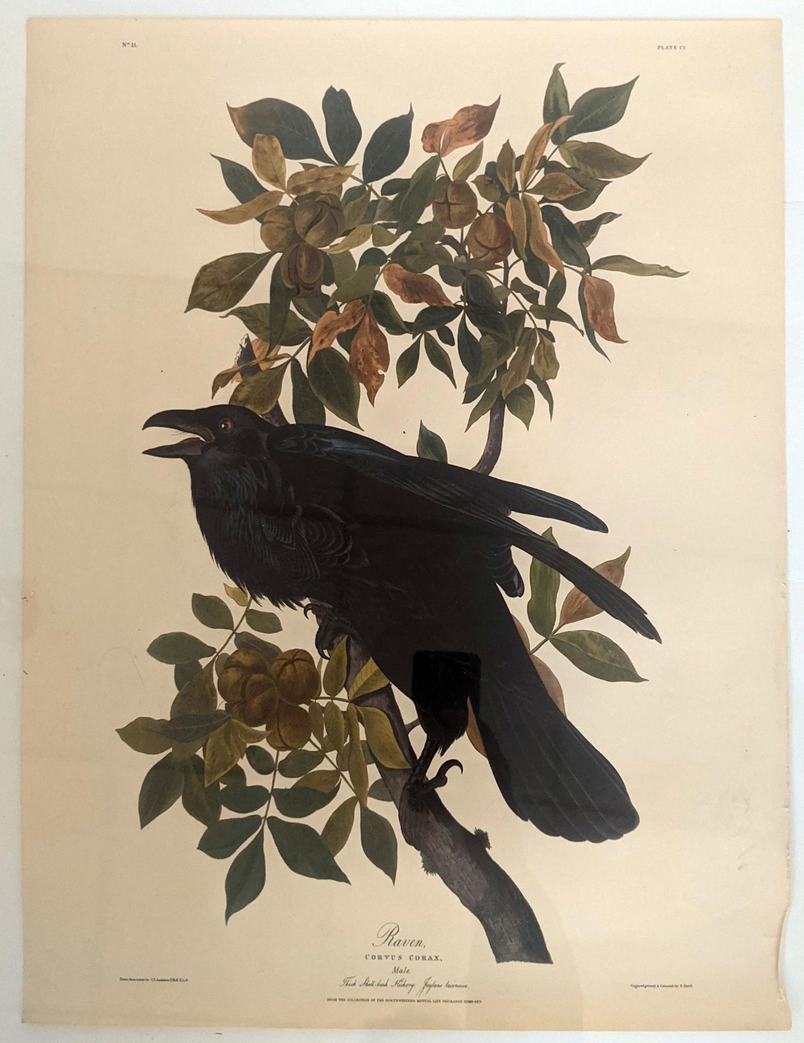 Large Collection of Reproduction Audubon Prints (1 of 5)