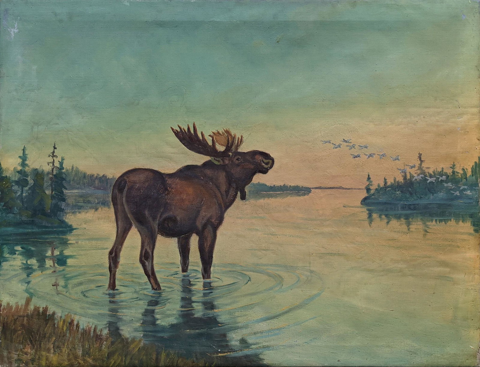Large Painting of a Moose in a Pond.: Oil on canvas, 27 x 35 inches.