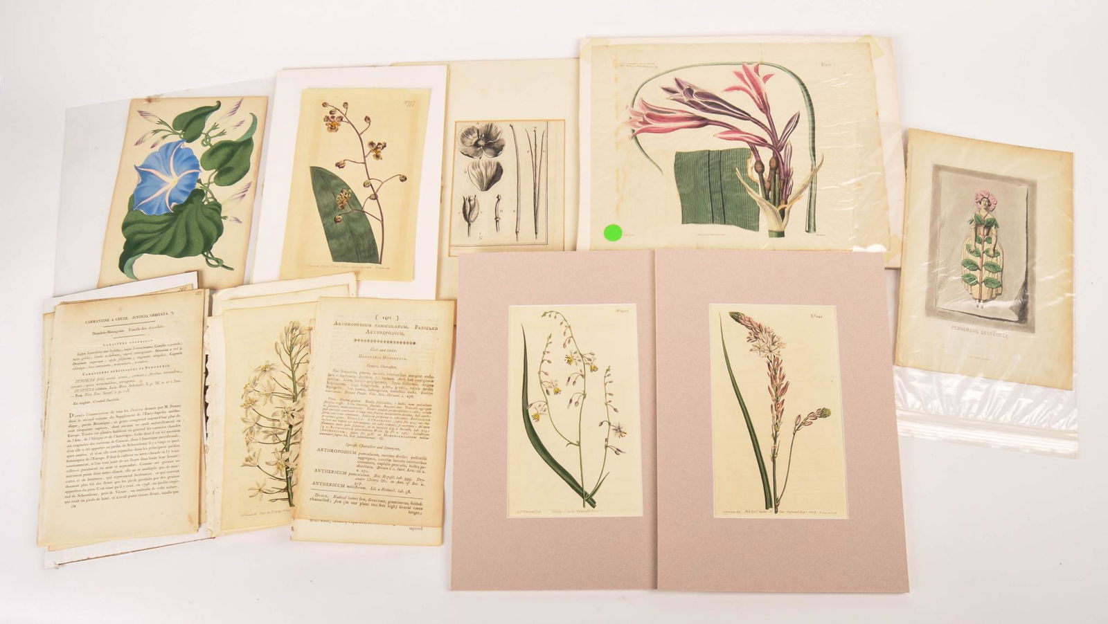 Large Collection of Botanical Prints. (1 of 3)
