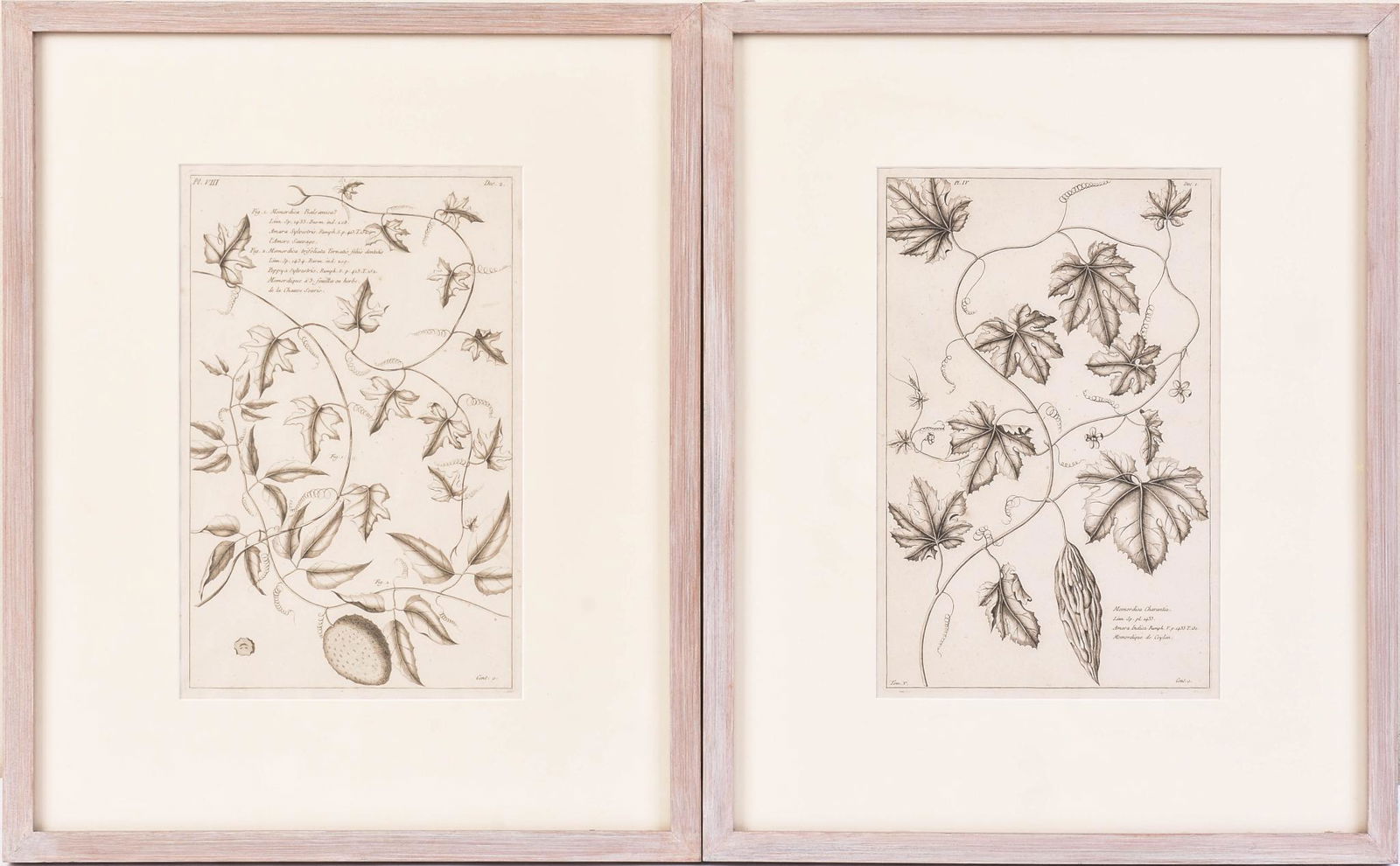 Four Framed 18th Century Botanical Prints. (1 of 8)