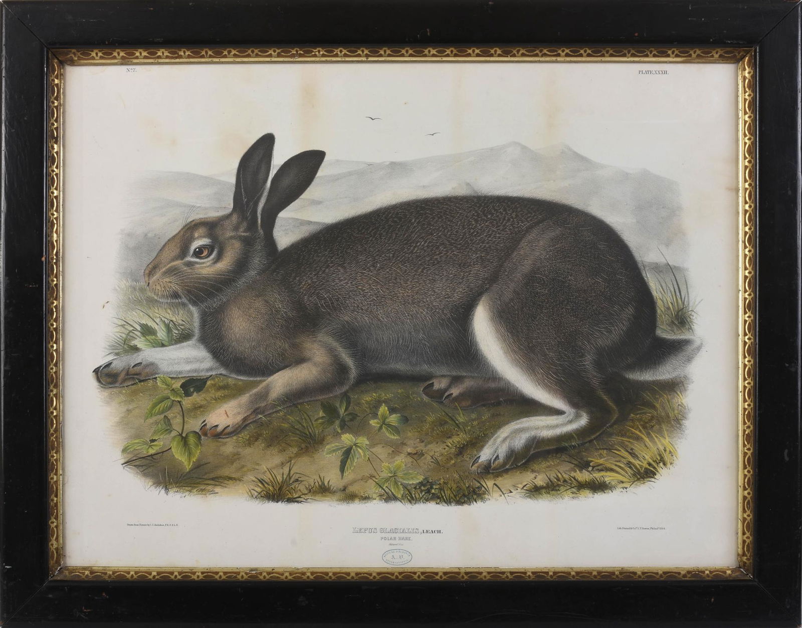 John James Audubon â€˜Polar Hare' Lithograph. (1 of 2)