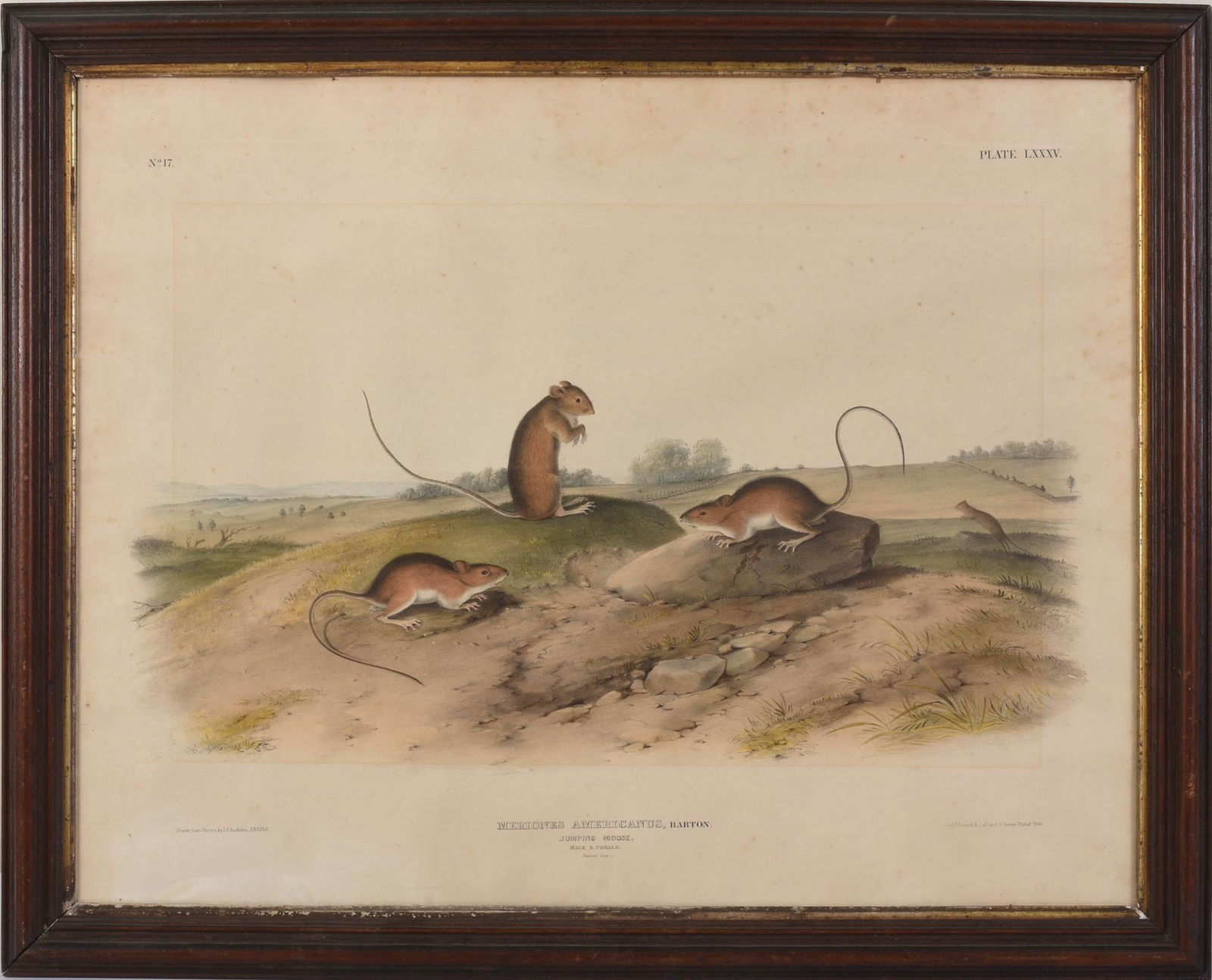 John James Audubon â€˜Jumping Mouse' Lithograph (1 of 2)