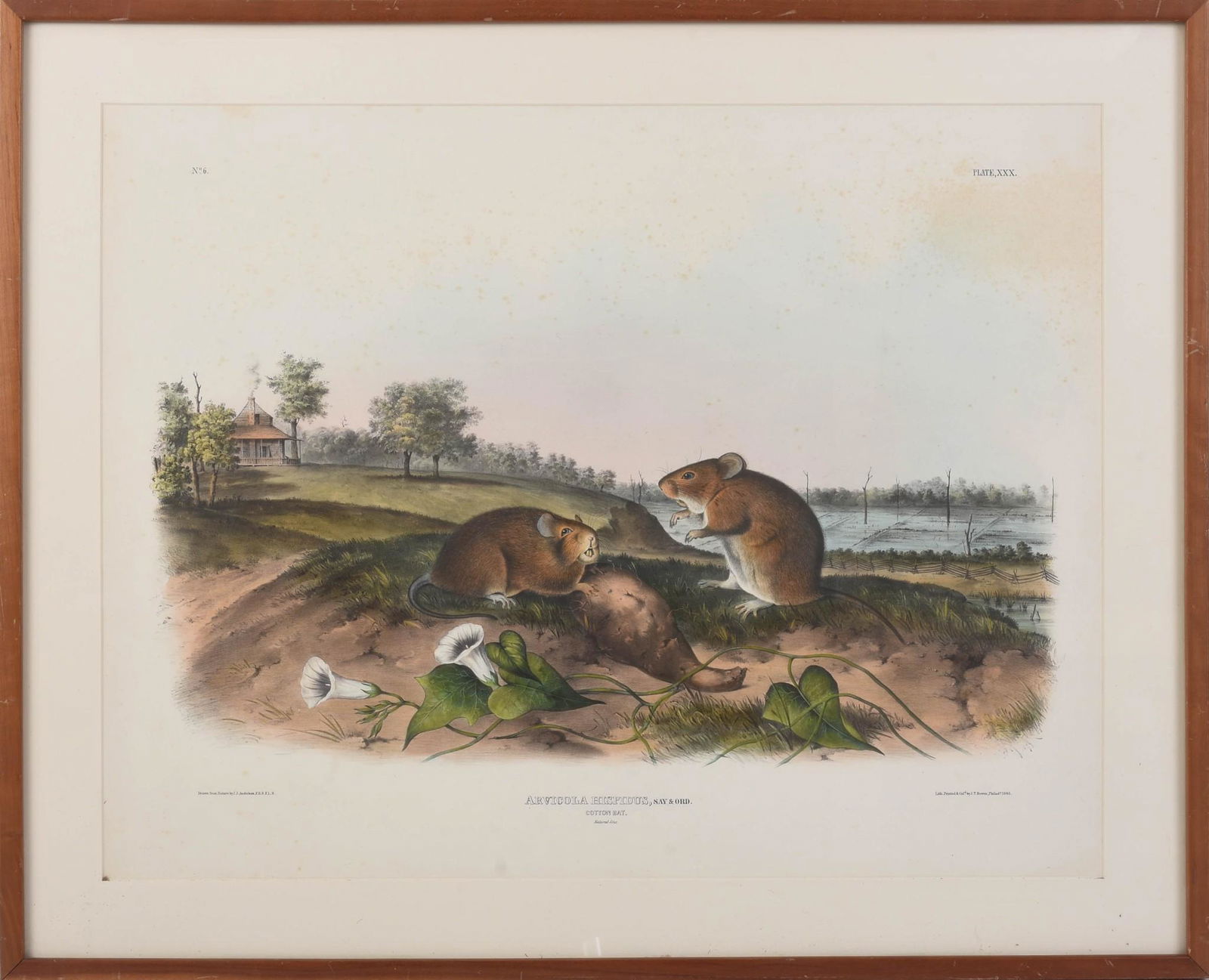 John James Audubon â€˜Cotton Rat' Lithograph. (1 of 2)