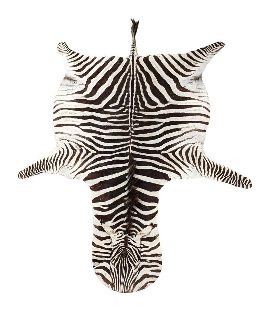 Zebra Hide Area Rug (1 of 3)