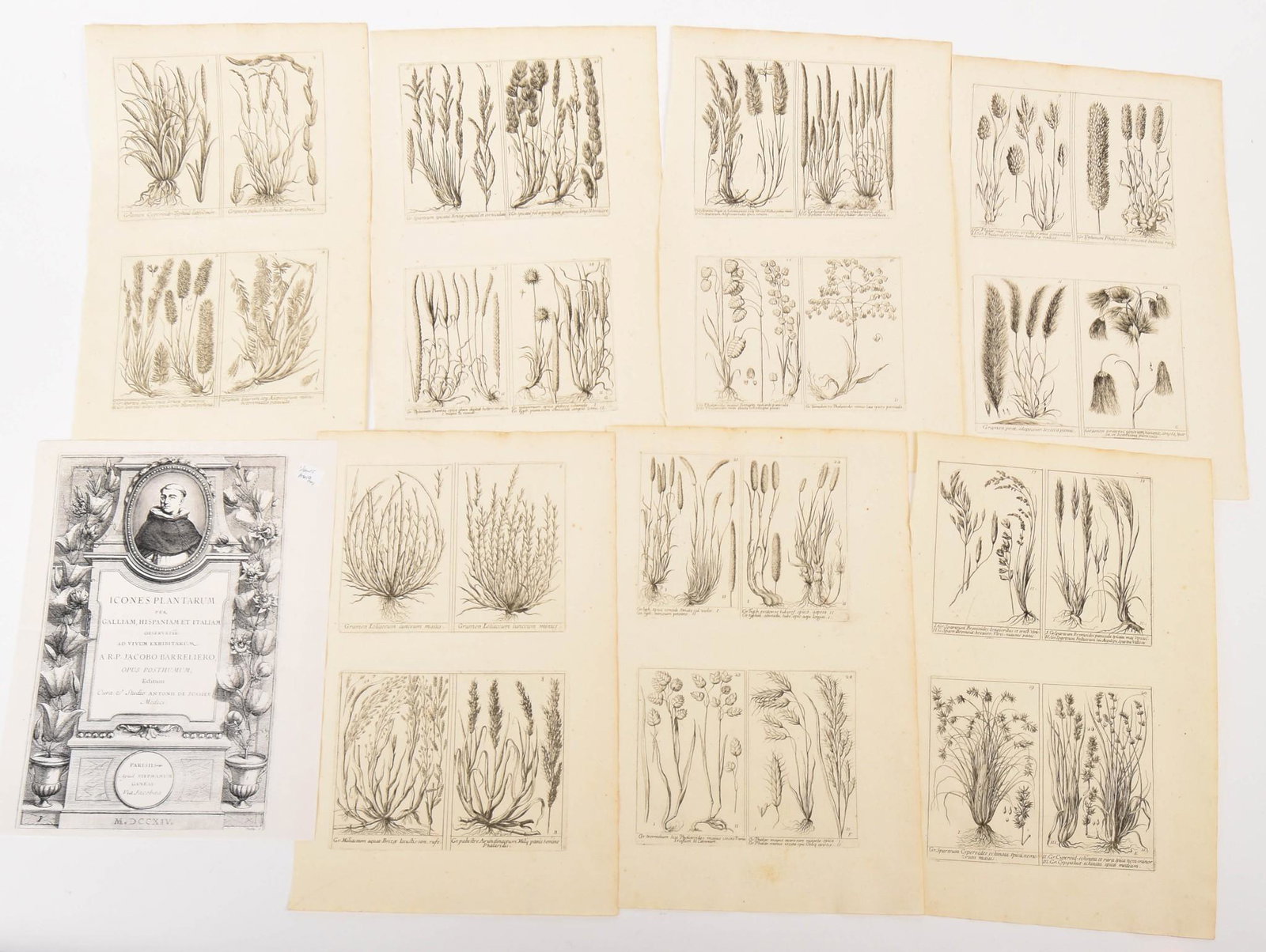 Barrelier Jacques, Six Botanical Book Plates.: Each sheet 13 x 8.5 inches.