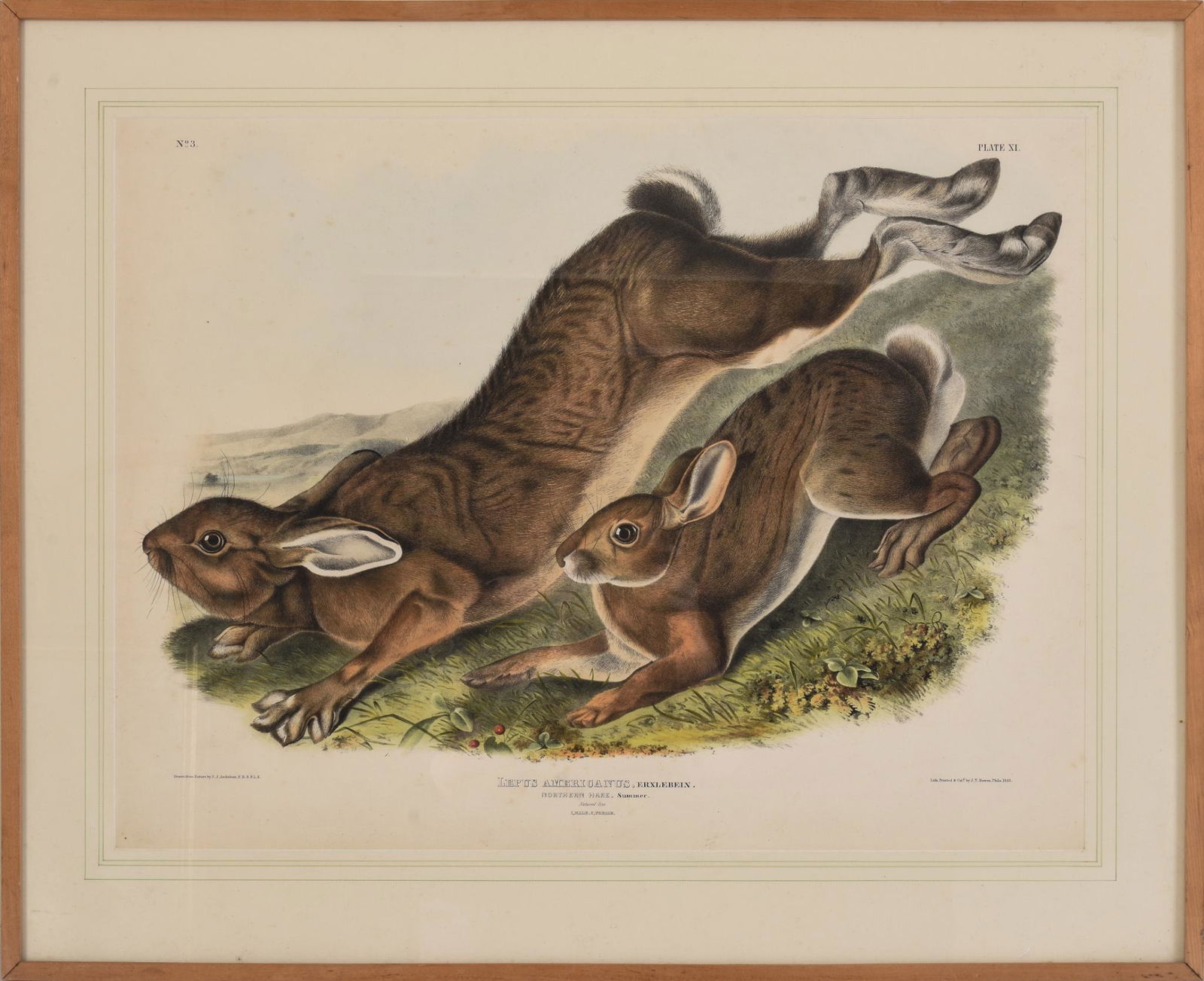 John James Audubon Northern Hare Lithograph. (1 of 2)