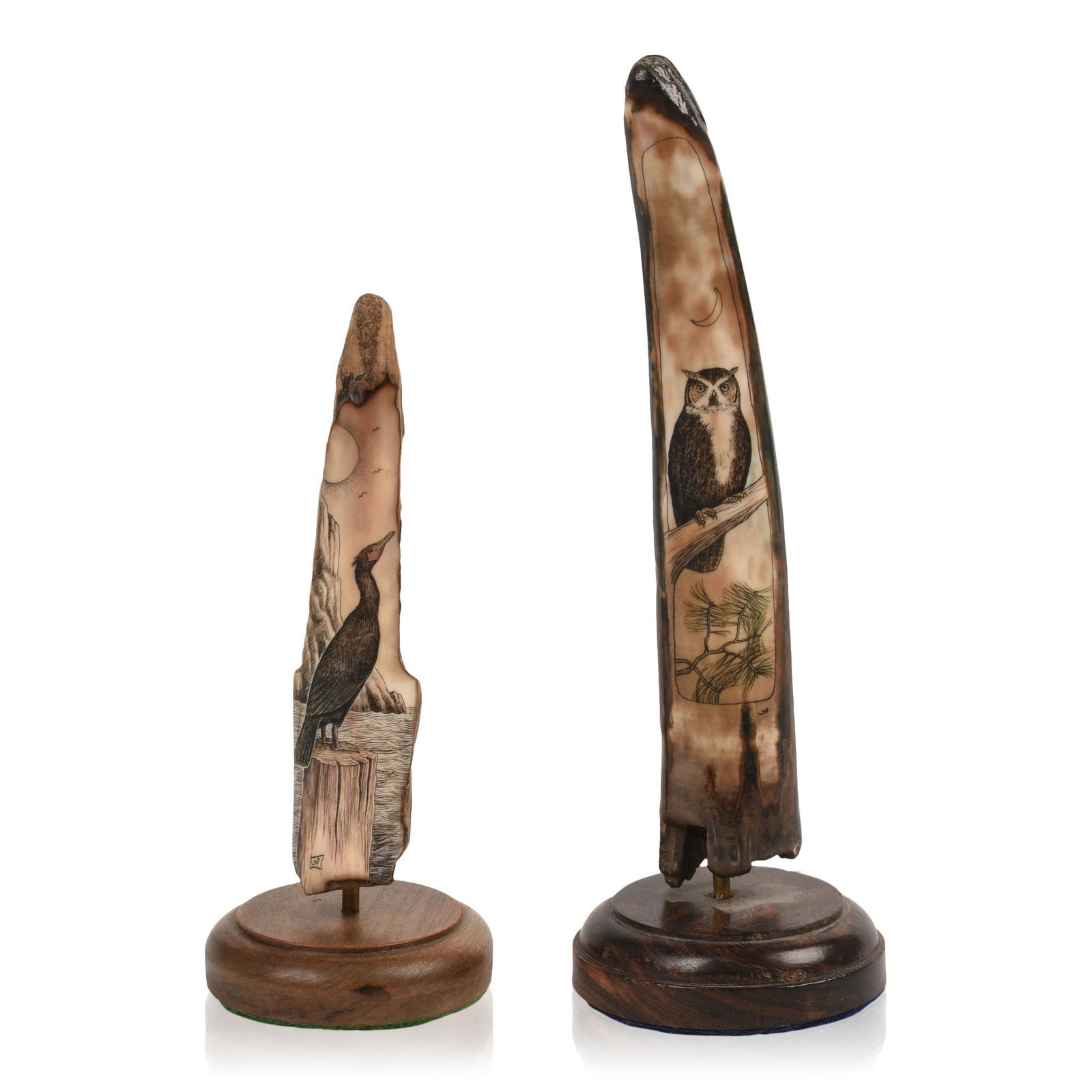 Two Scrimshaw Decorated Walrus Bones.: One with a cormorant, the other an owl, heights 5.25 and 7 inches.