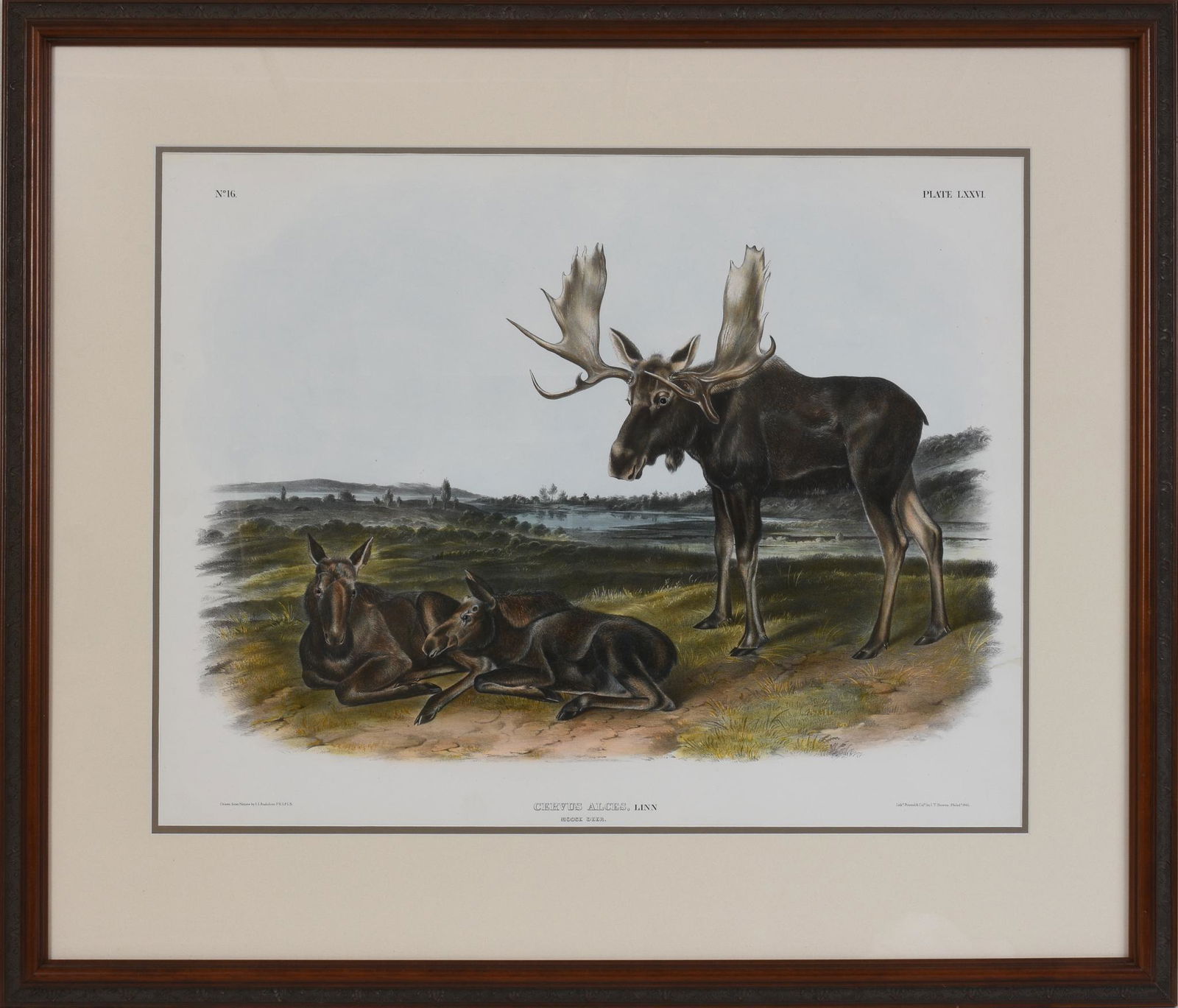 Moose Deer, After John James Audubon. (1 of 2)