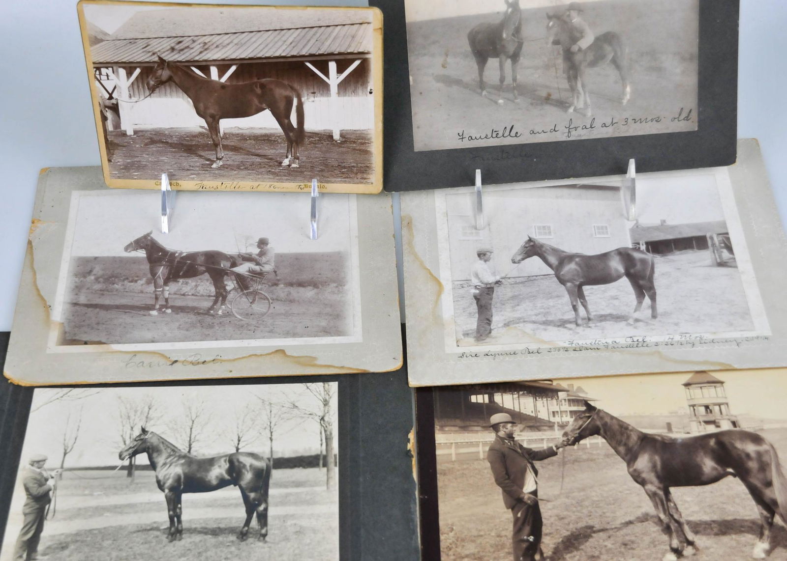 19TH CENTURY PRIZE WINNING HORSE CABINET CARD PHOTOGRAPH LOT JEWETT FARM (1 of 10)