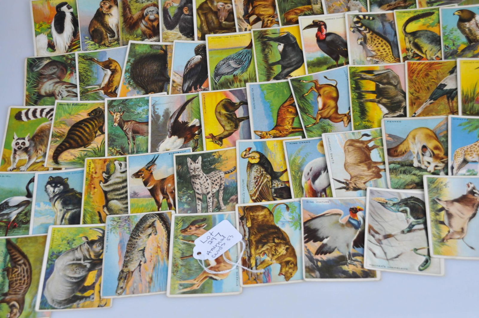 53 1910 HASSAN CIGARETTE TOBACCO CARD ANIMAL SERIES LOT (1 of 7)