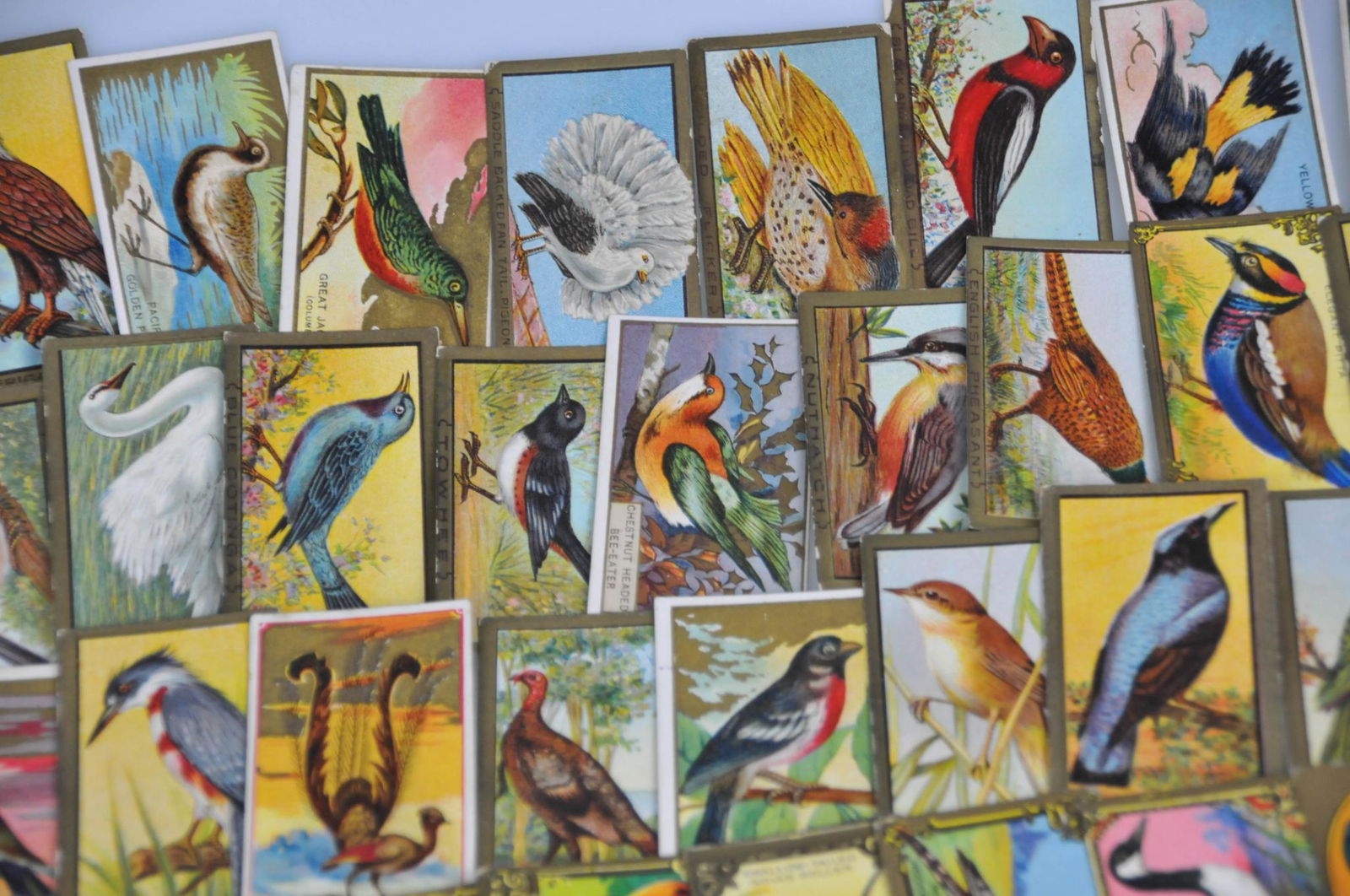 74 EARLY MECCA CIGARETTE TOBACCO CARD BIRD SERIES LOT (1 of 7)