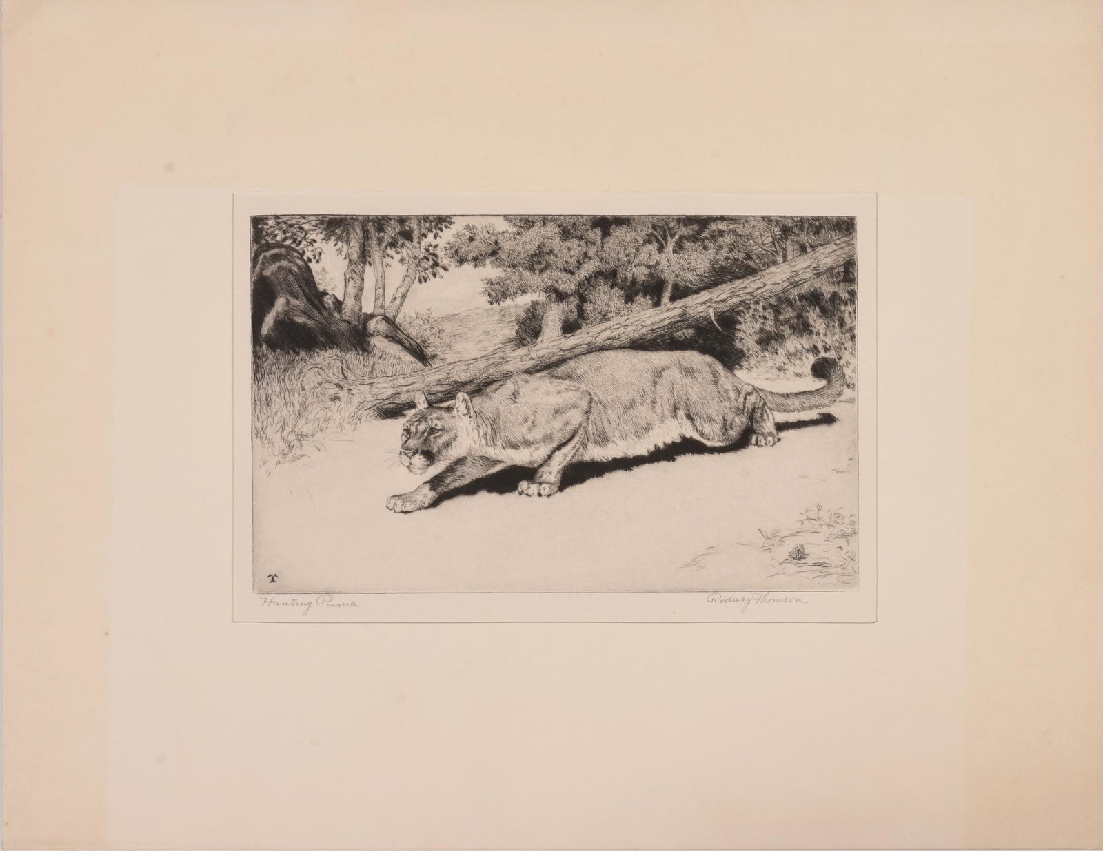 Rodney Thompson Etching, (1878-1941).: Hunting Puma, signed and titled in pencil. Plate 6 1/8 by 9 7/8 inches. Mat 14 by 18 inches.