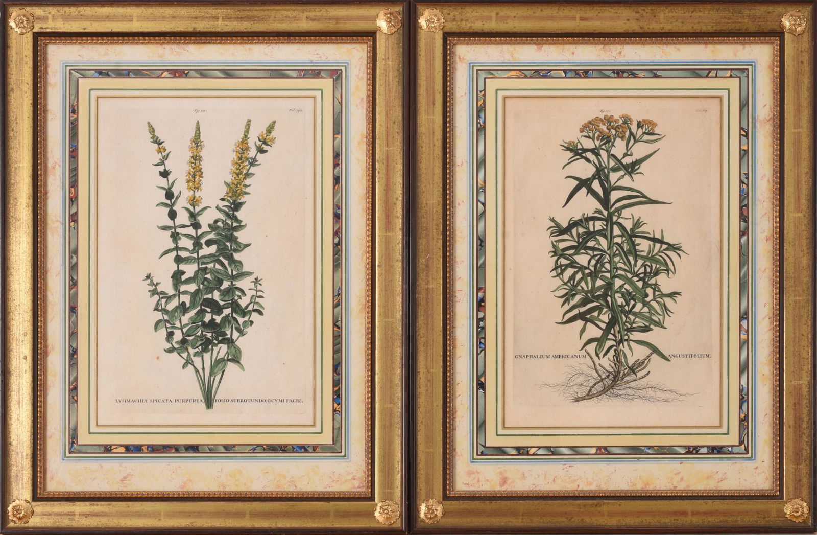 Two Floral Prints by Abraham Munting. (1 of 2)