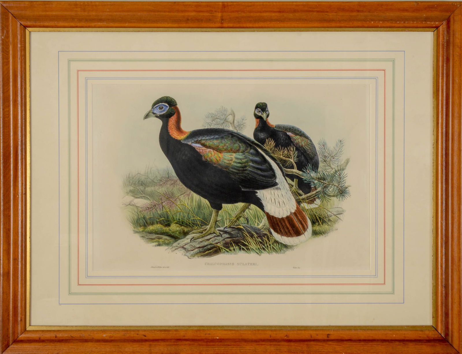 John Gould Chalcophasis Sclateri Lithograph.: 13.5 x 20.5 inches, sight. Framed, 26 x 34 inches.