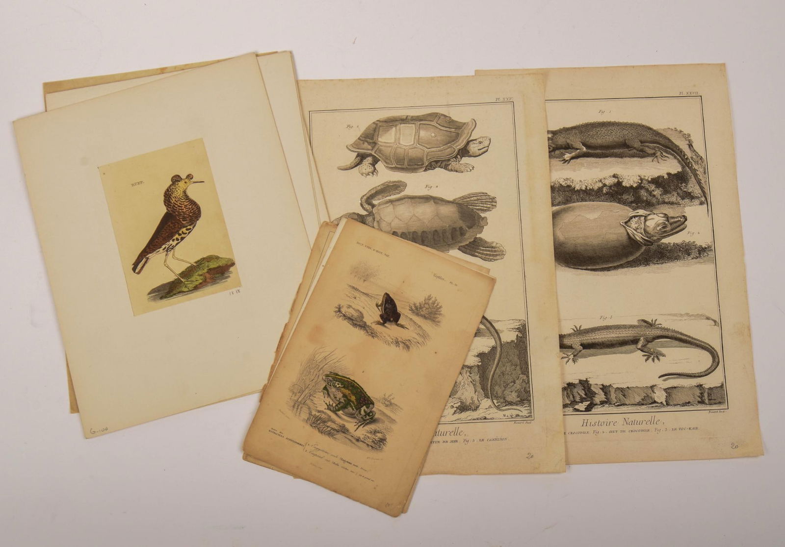 Collection of English Bird and Animal Engravings.: Cover sheet for "Various Birds and Beasts, Drawn from the Life by Francis Barlow," 9.5 x 13 inches, 5 prints, sheet size 9.75 x 6.5 inches, 5 matted 1818 bird prints, sheets 8.25 x 5 inches, a