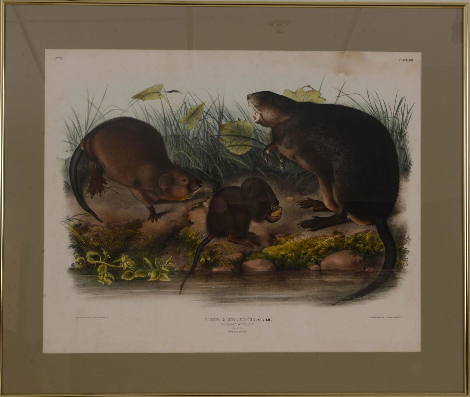 J.T. Bowen after J.J. Audubon. Muskrat.: 20 x 25 inches sight. Framed 26.5 x 31.5 inches. Foxing and staining.