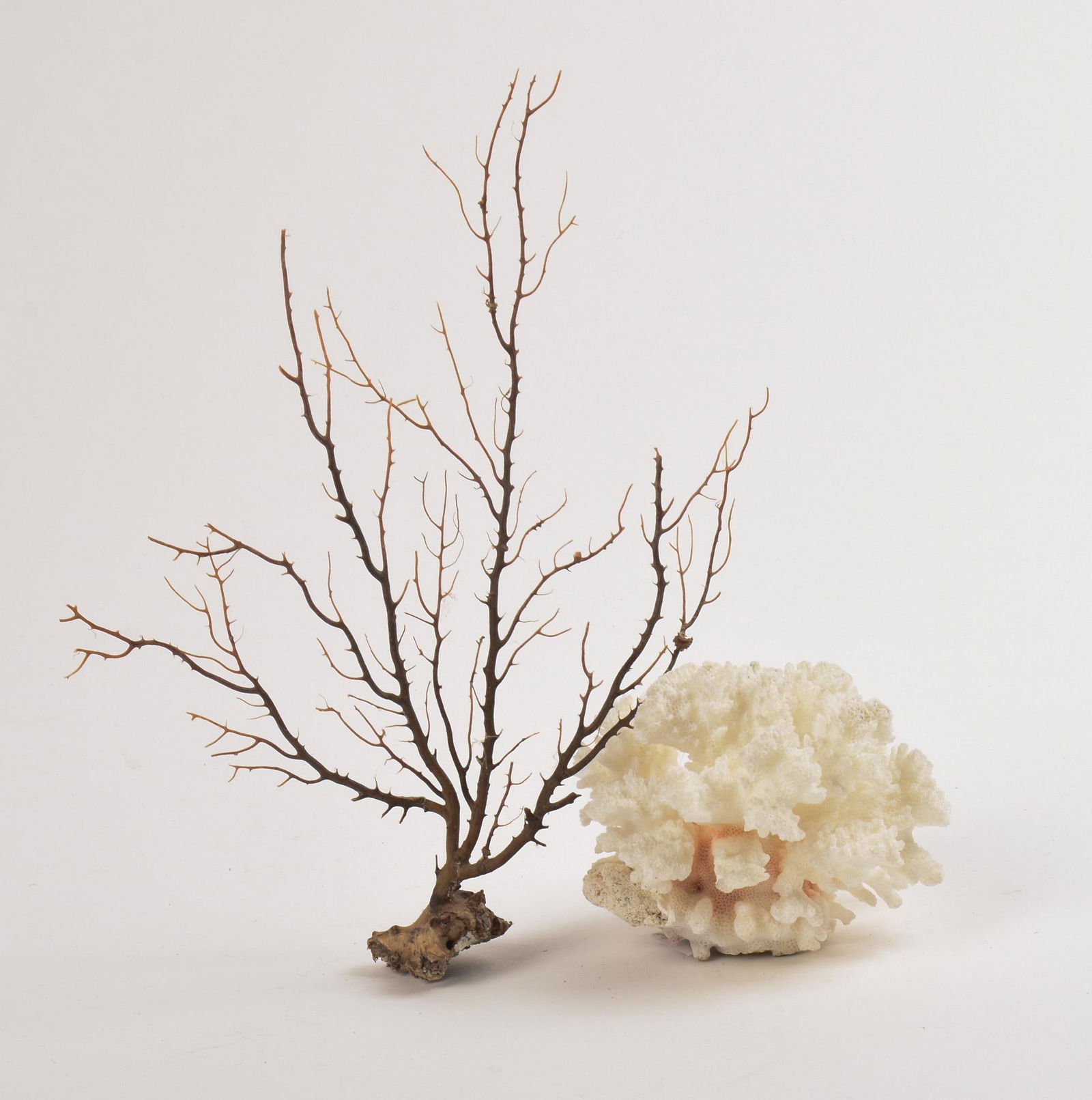 Two Natural Coral Specimens. (1 of 4)