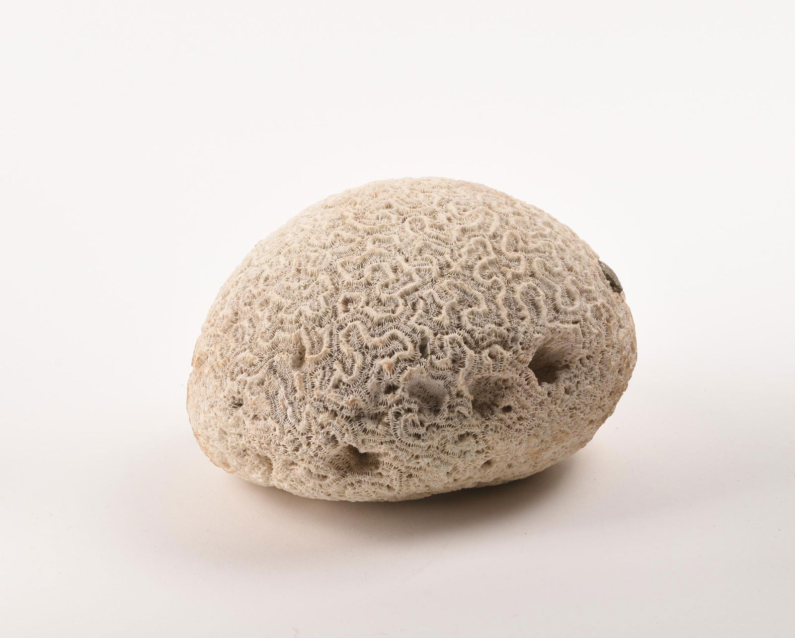 Large Brain Coral Specimen. (1 of 4)