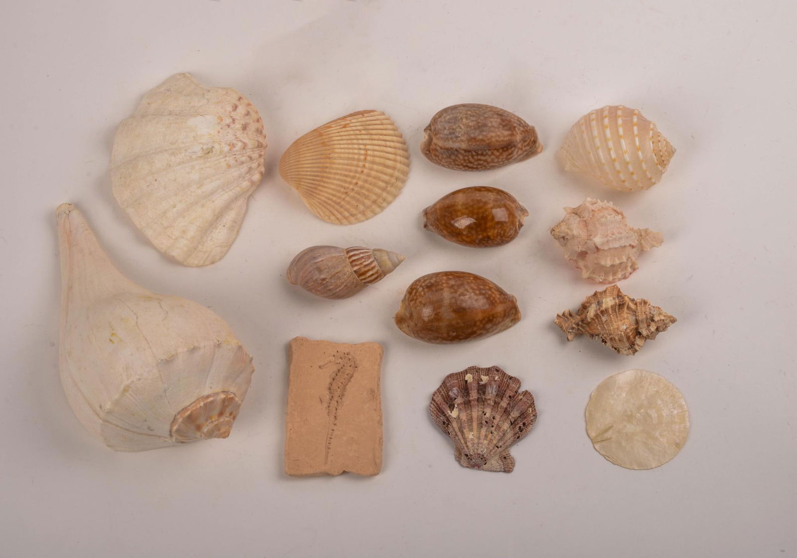 Collection of Seashells.: Length of largest 9 inches. Includes conch, seahorse fossil, and others.