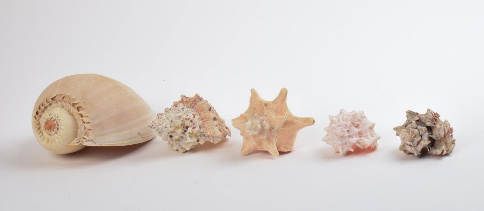 Group of Exotic Sea Shells.: Including a Crowned Baler Melon shell, length 8 inches, and four others.