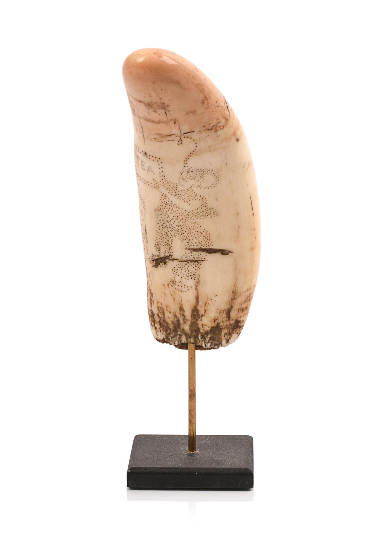 19TH CENTURY PINPRICK DECORATED SPERM WHALE TOOTH: With two exotic characters holding a “Tea” sign. There is a faint male figure on the back. Length: 5.75? Base: 1.5?. Scrimshaw stand pictured is not part of this lot.