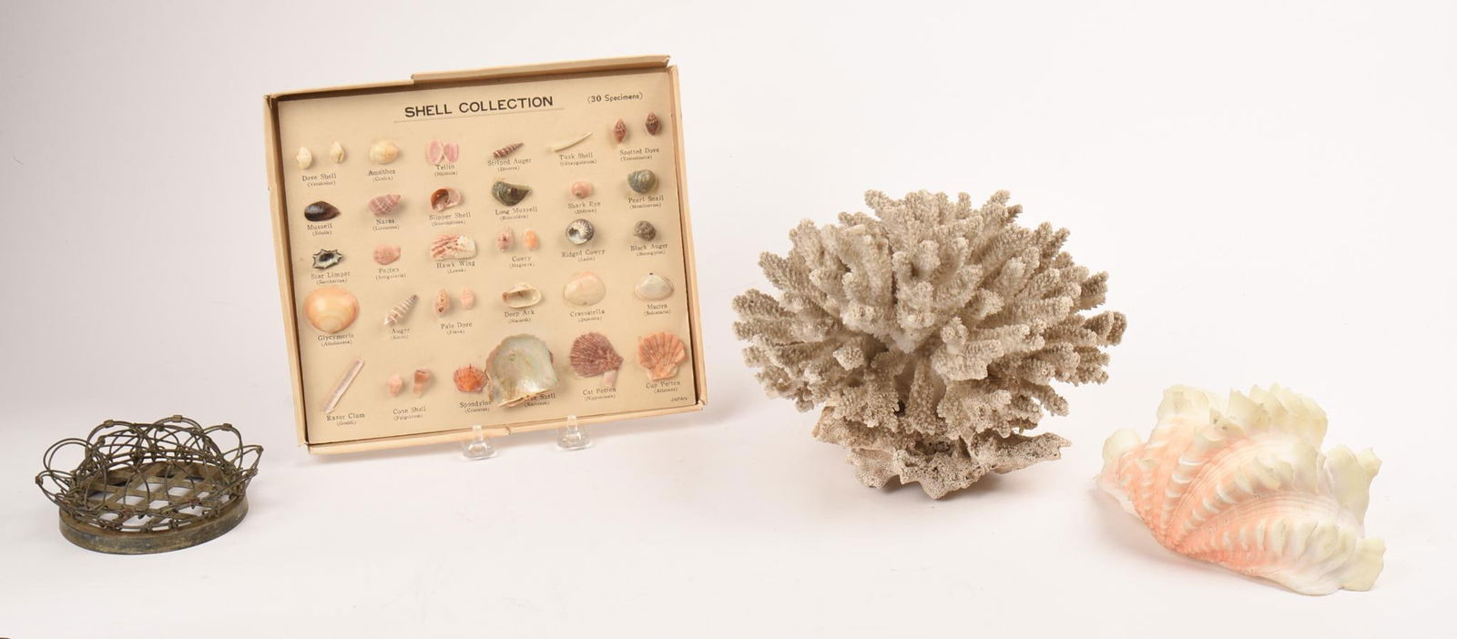 Specimen Collection of 30 Small Shells (1 of 4)