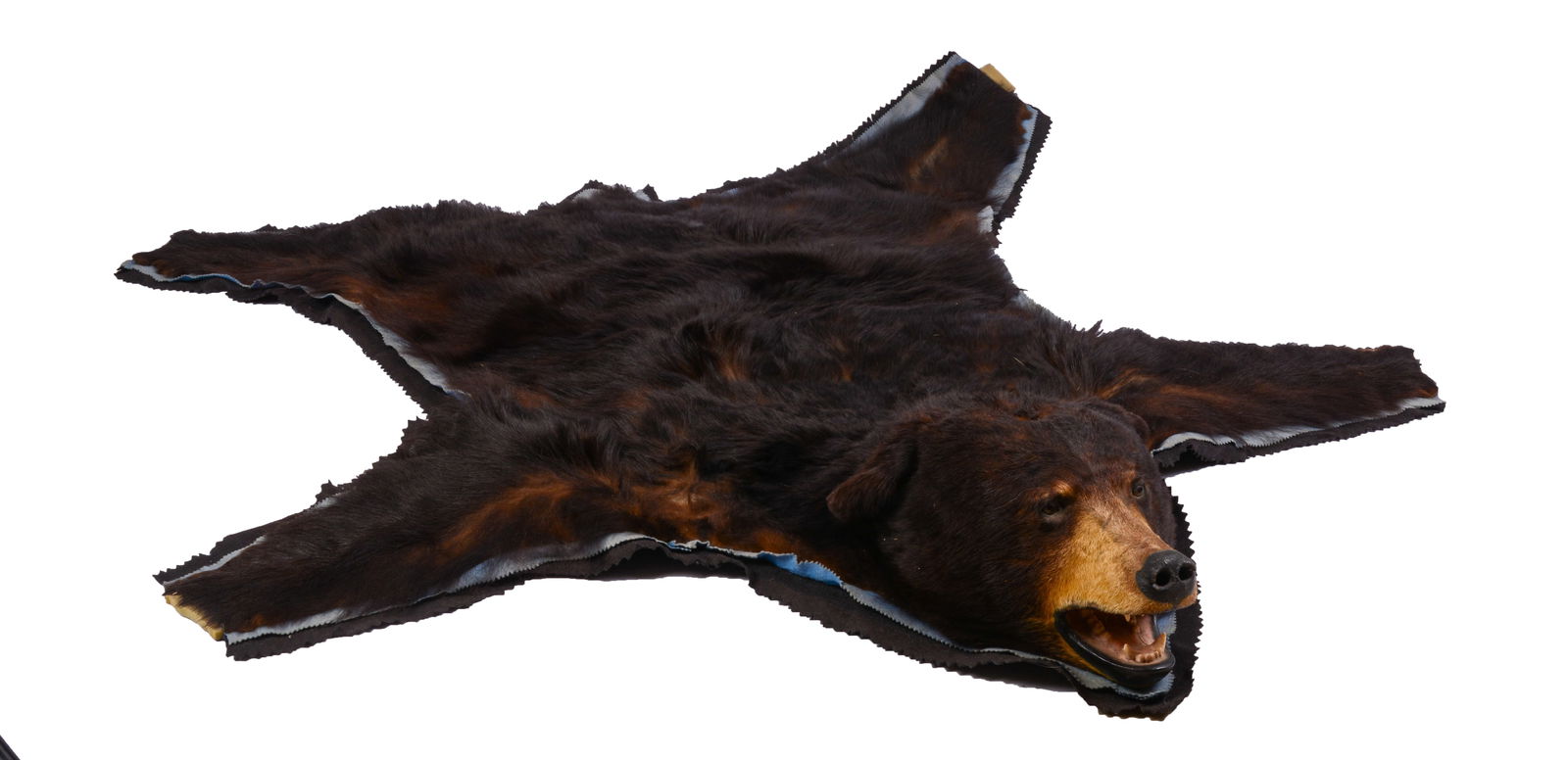 Black Bear Full Size Taxidermy Rug (1 of 6)