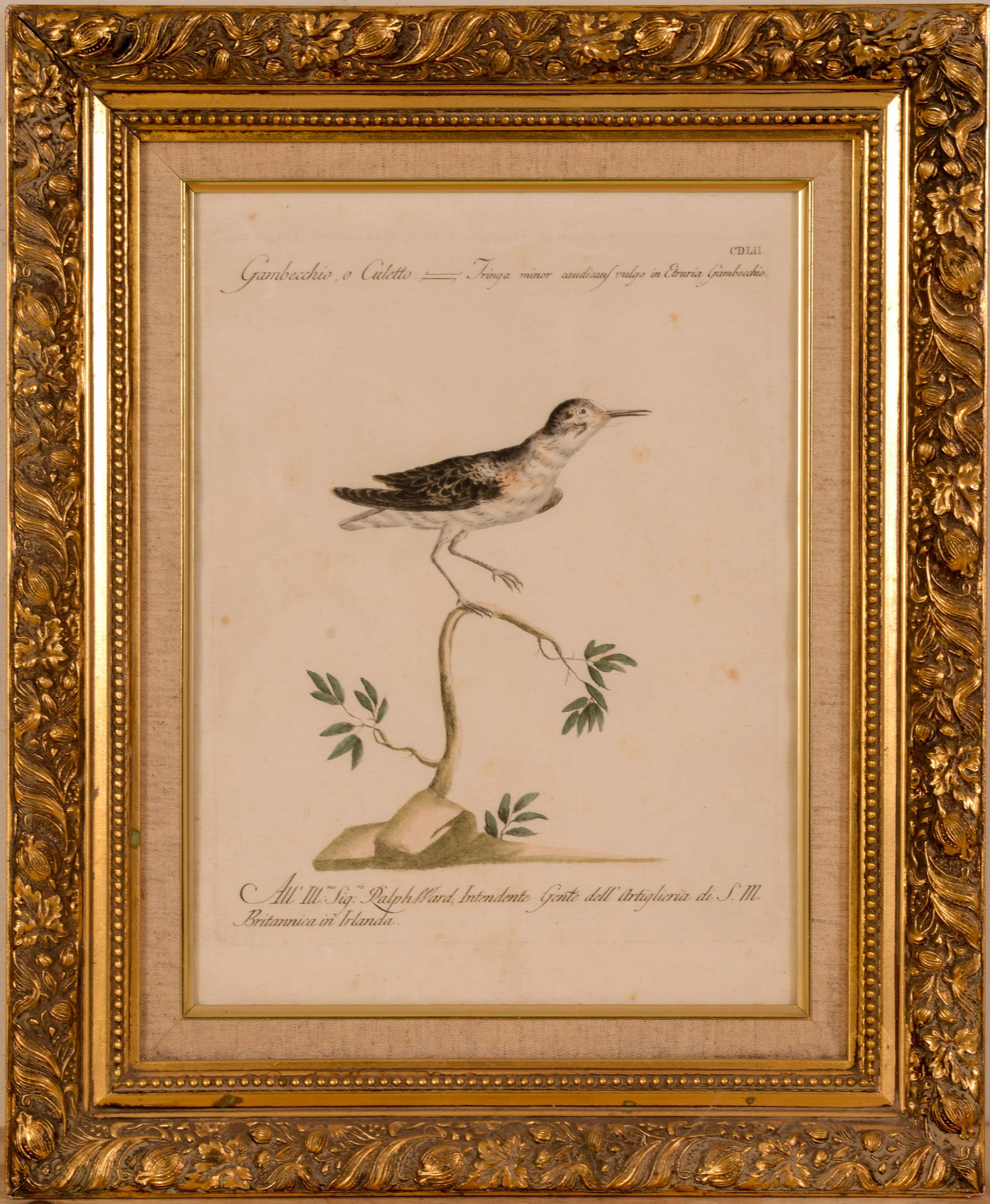 SAVERIO MANETTI (1723-1784): NATURAL HISTORY OF BIRDS: GAMBECCHIO O COULETTO. (1 of 2)