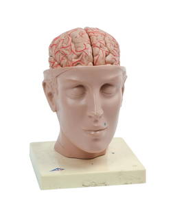 Anatomical Model of a Brain in Head.: Brain comes apart into segments. Overall height 10 inches. Some wear to nose, otherwise pretty good condition. IN HOUSE SHIPPING: We offer very competitively priced in house shipping for all items in