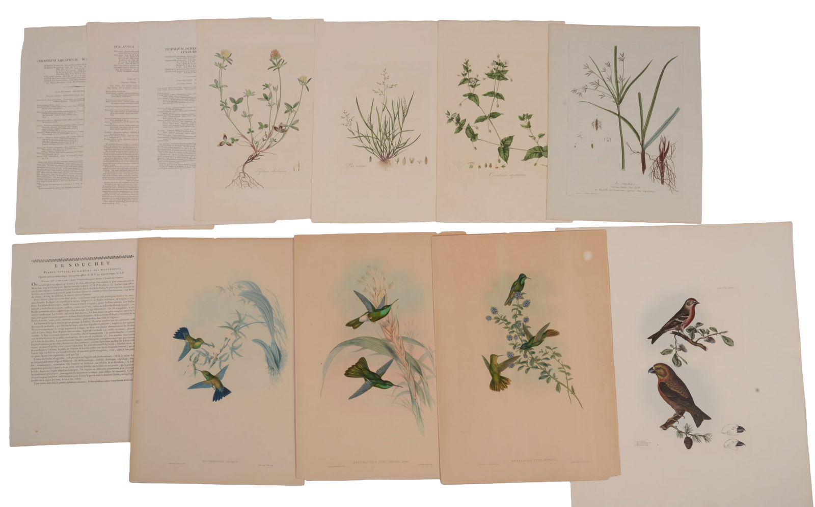 GROUP OF 18TH AND 19TH CENTURY PRINTS OF BIRDS AND FLOWERS. (1 of 5)
