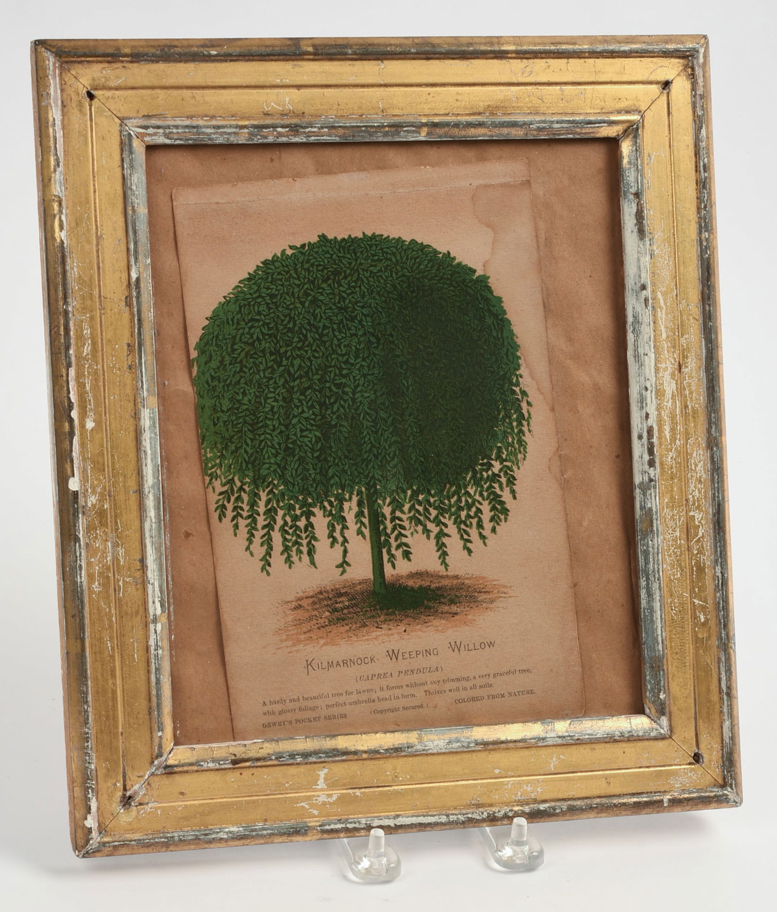 KILMARNOCK WEEPING WILLOW, FROM DEWEY'S POCKET SERIES. (1 of 2)