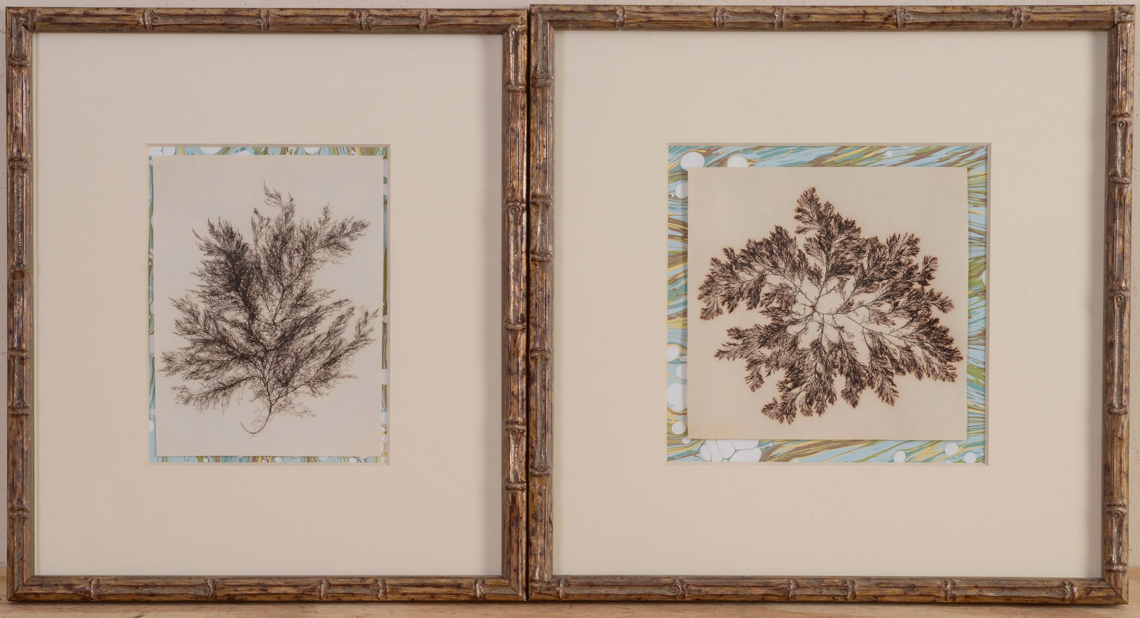 TWO VICTORIAN PRESSED SEAWEED PRINTS. (1 of 4)