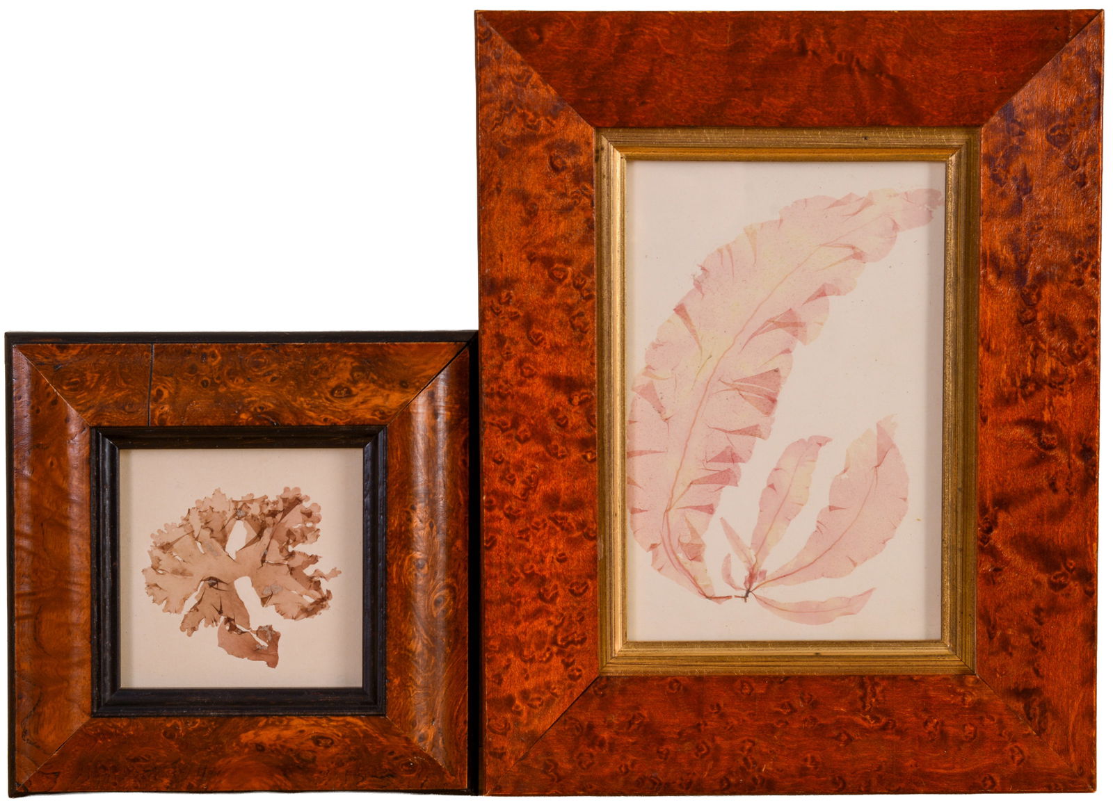 TWO FRAMED PRINTS OF LEAVES. (1 of 4)