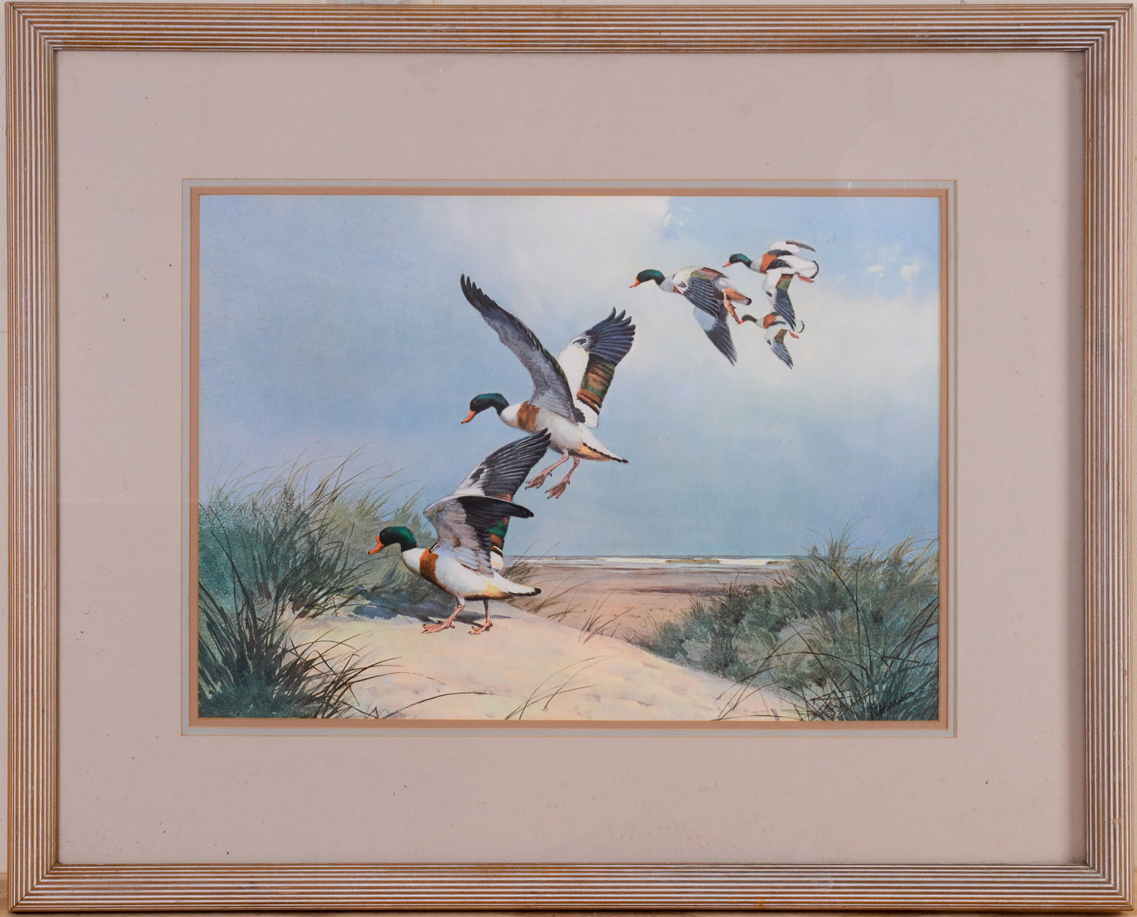 Print of Five Ducks landing on a beach by J.C. Harrison.: 16 x 23 inches, sight. Framed, 28 1/2 x 35 1/2 inches.