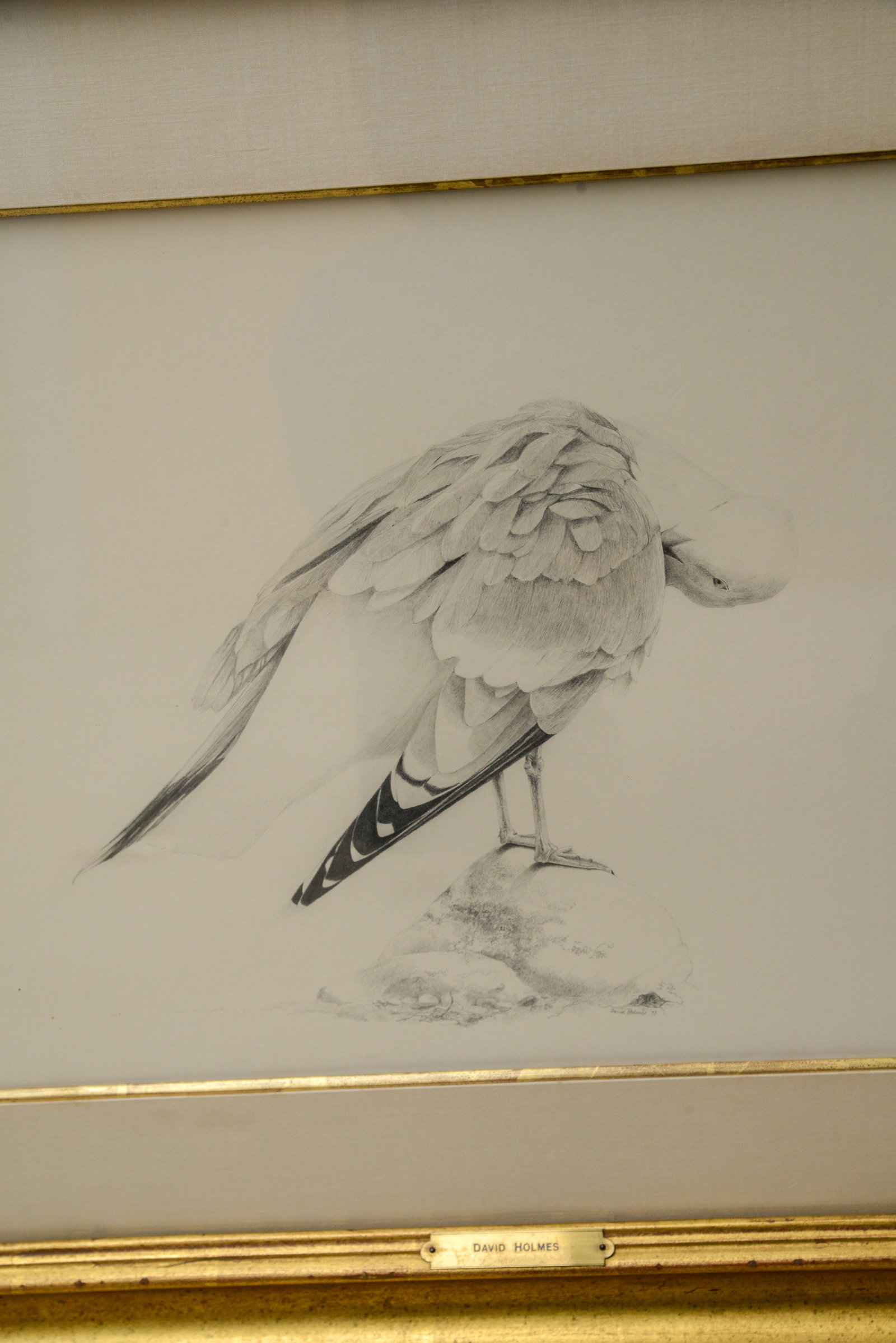 David Holmes. Preening Gull. - 2